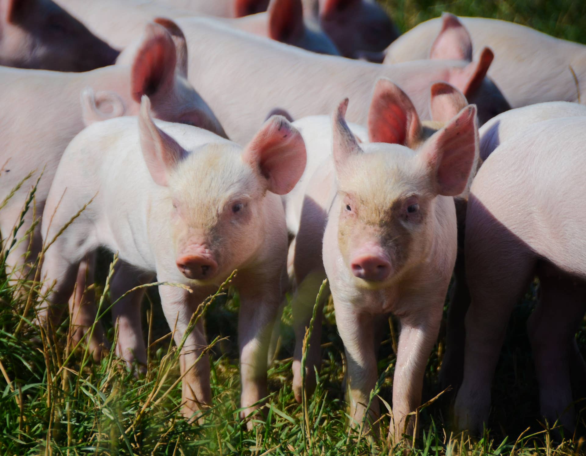 Tiny Piglets Love to Roughhouse Until Mama Pig Says Enough - PetHelpful