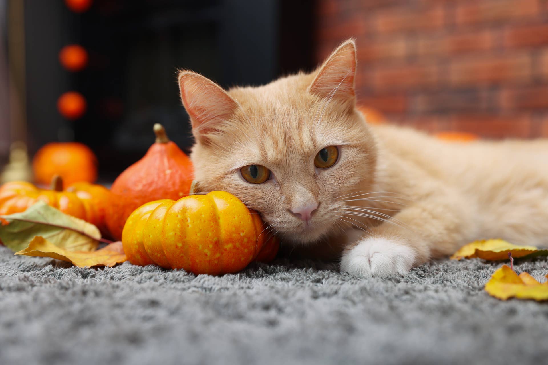 Orange Cat Tries on His Halloween Costume, and His Hilarious Reaction ...