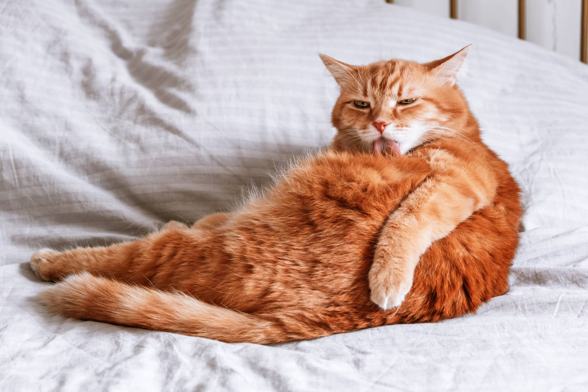 Chunky Orange Cat Who Went Viral For His Massive Size Is Still Up For ...