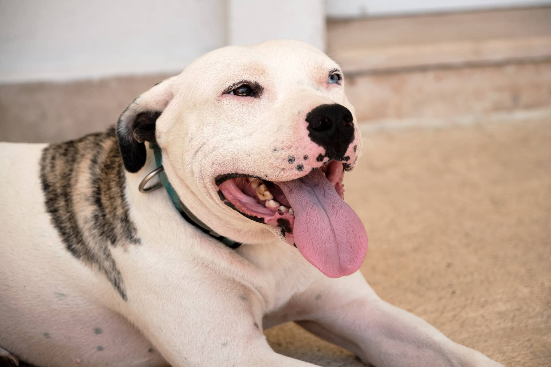 Foster Dog Can't Stop Shaking With Anticipation After Smelling Rotisserie Chicken for the First Time