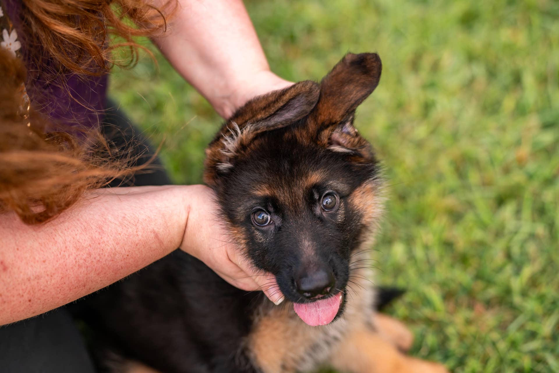 German Shepherd Puppy Wraps Around a Young Boy’s Legs the Moment They ...