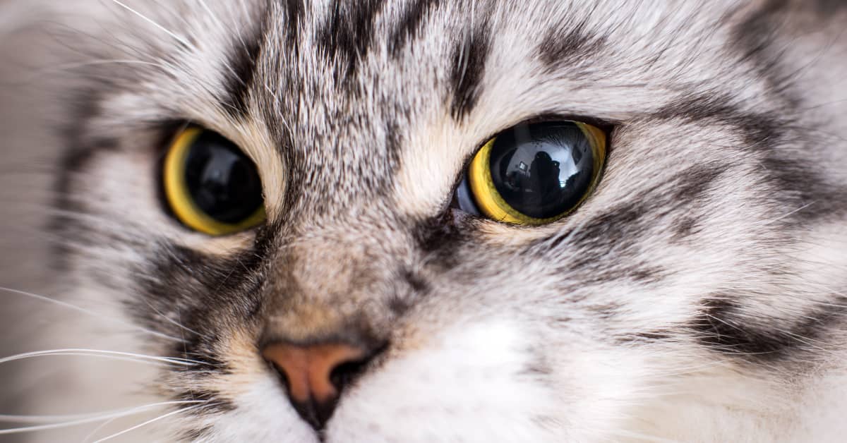 Video of Cat Banging on Sliding Glass Door Has Total Meme Potential ...