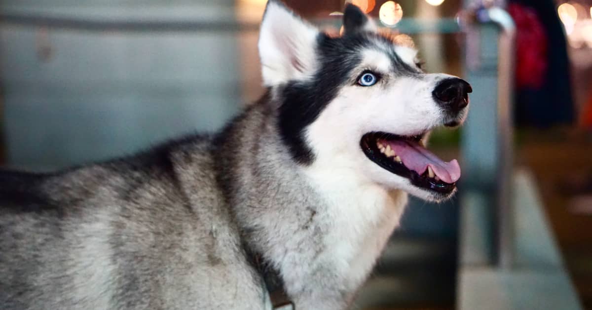 Husky’s Reaction to Seeing Grandma on FaceTime Is Beyond Irresistible ...