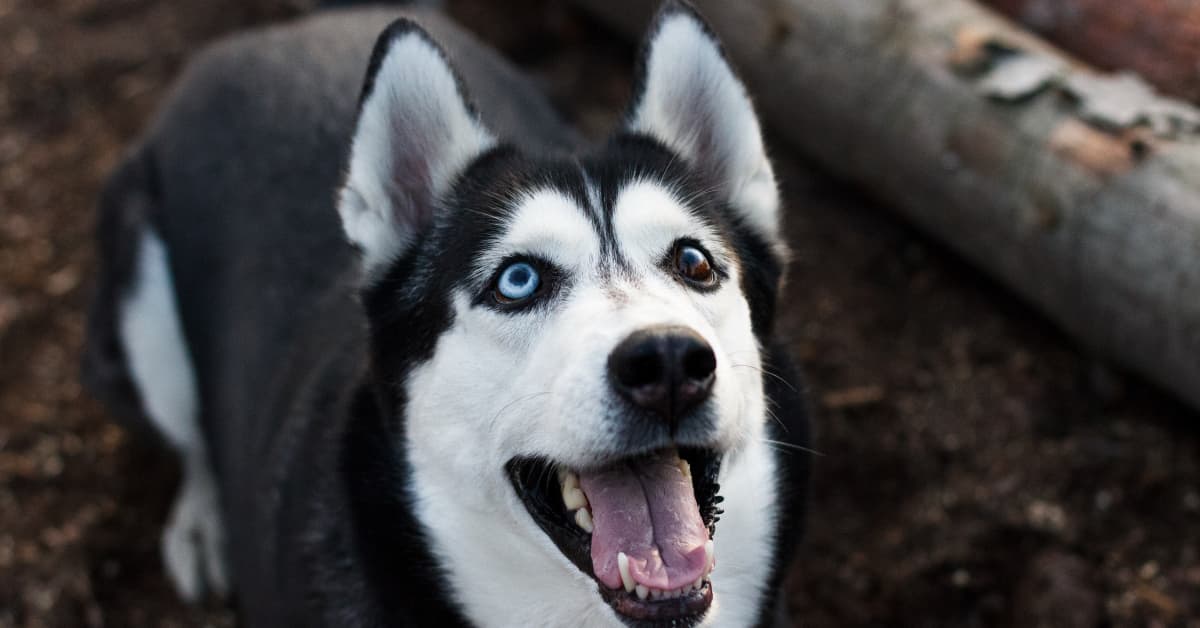 Huskies have big emotions, so we got her some emotional support fries 🤣  All items 🖇️ on our store front🥰 @_mayahuskyy #huskies…