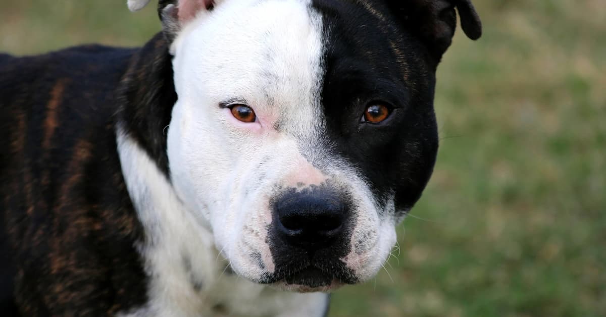 Mom Tells Tired Pit Bull It's Not Bedtime and Her Reaction Is Downright ...