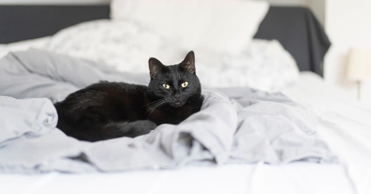 Cat Makes the Bed Like a Human After Scolding Kitten Who Messed It Up