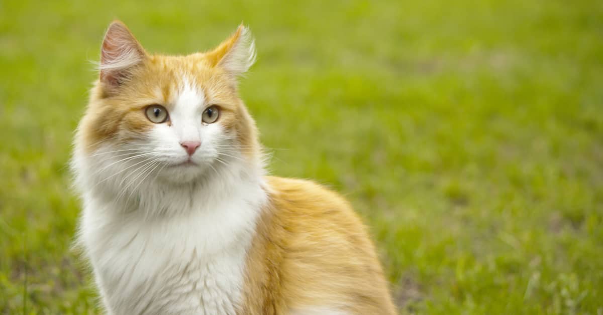 Video of 19-Year-Old Cat Enjoying the Sunshine One Last Time Is ...