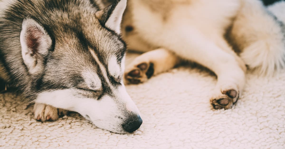 Tired Husky's Annoyed Reaction to Little Sister Wanting to Play Is Far ...