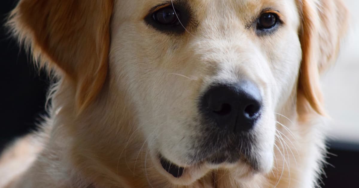 Mama Dog Proudly Shows Off Her Baby to Onlookers in Irresistible Video ...