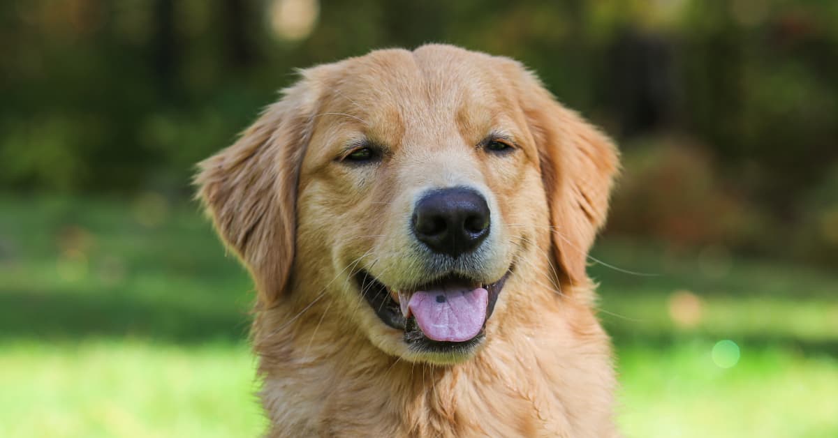 Video of Baby Giggling With Delight While Playing With Golden Retriever ...