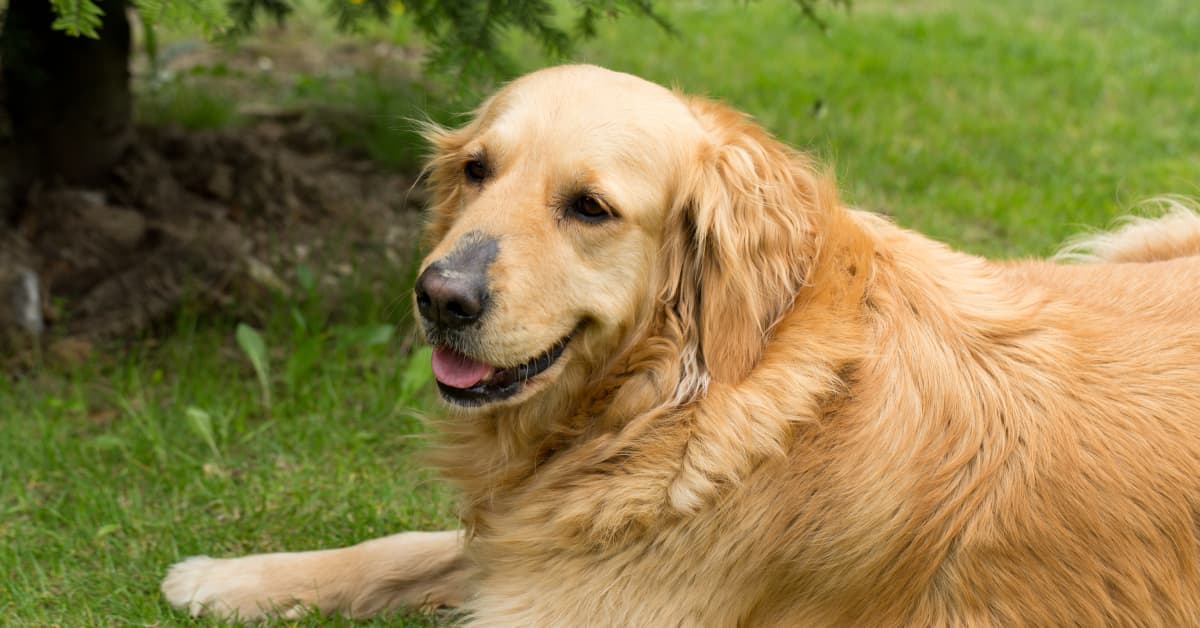 Baby Girl’s Elated Reaction to Her Golden Retriever Is Nothing Short of ...