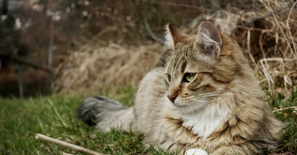 Cat's Attempted 'Attack' on FedEx Delivery Man Has People in Awe ...