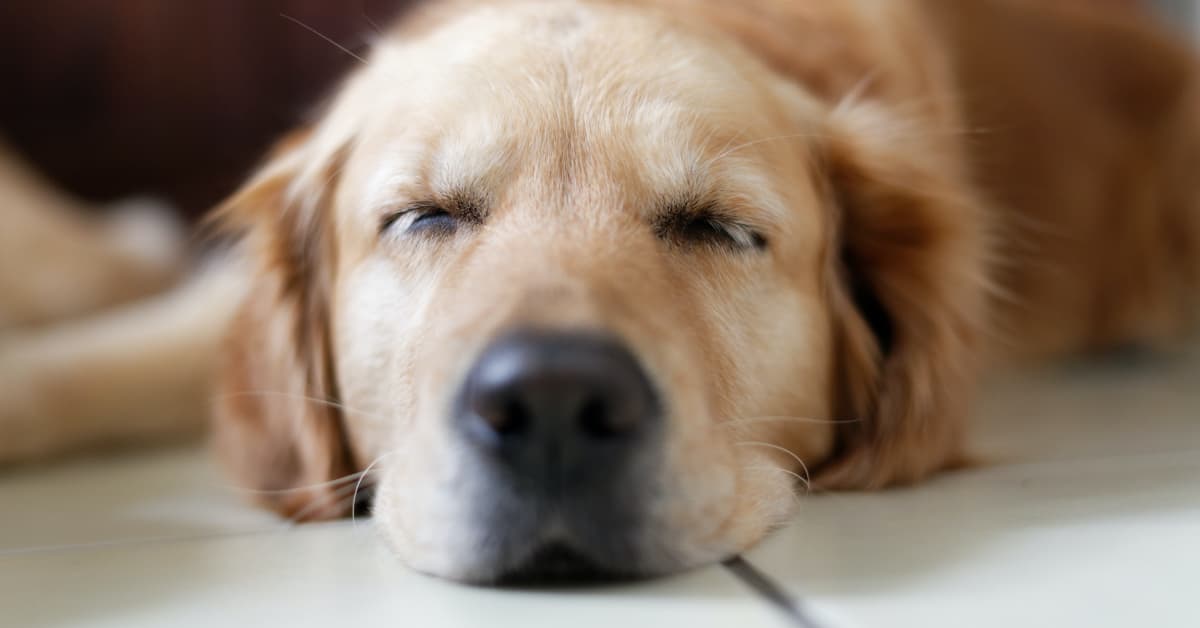 Golden Retriever's Patience With Baby Playing on the Floor is the ...