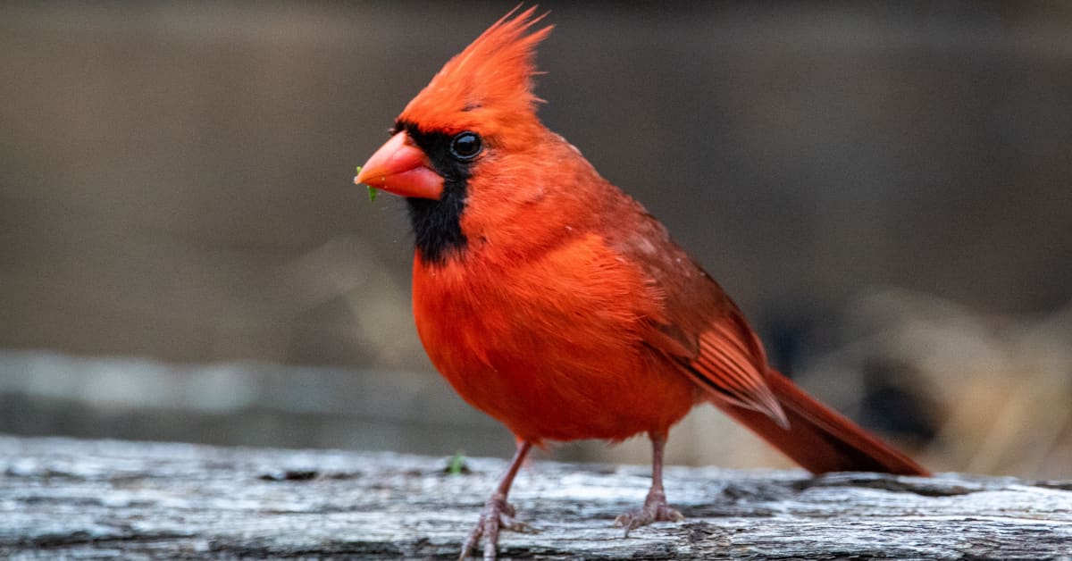 Cardinal Brings a Little 'Gift' While Visiting Bird Feeder As If to Say ...