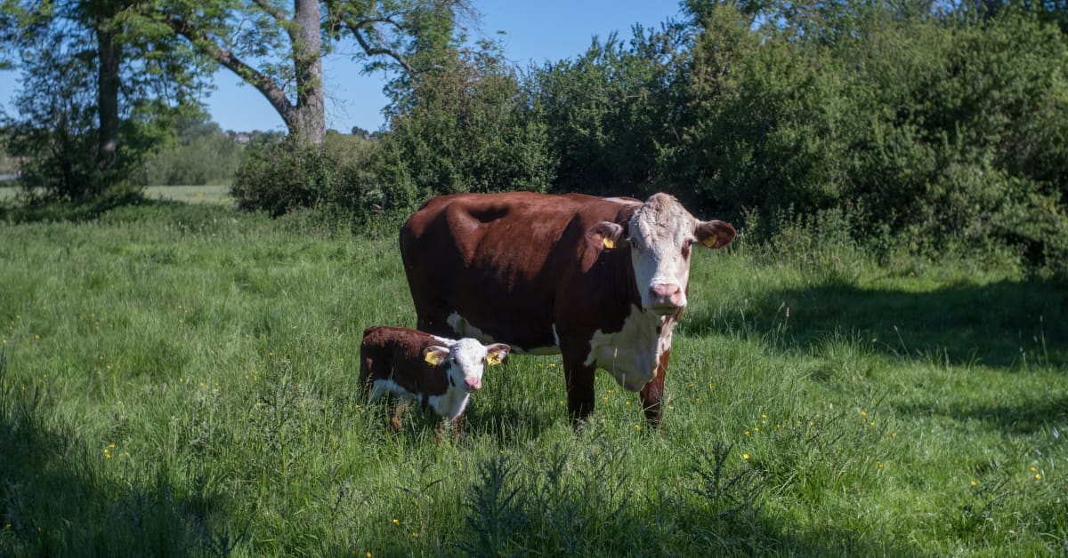 Mama Cow Proudly Shows Off Her New Baby to Human Mom in Touching Video ...