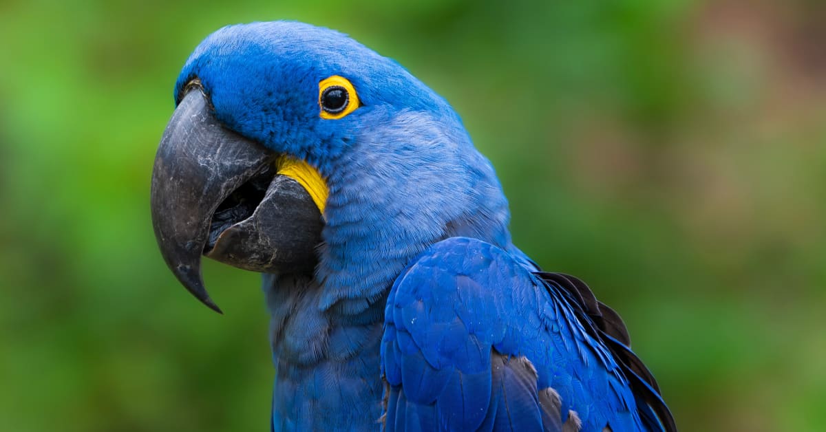 Parrot's Innocent Reaction to Man Blowing Bubbles Is Just Too Sweet ...