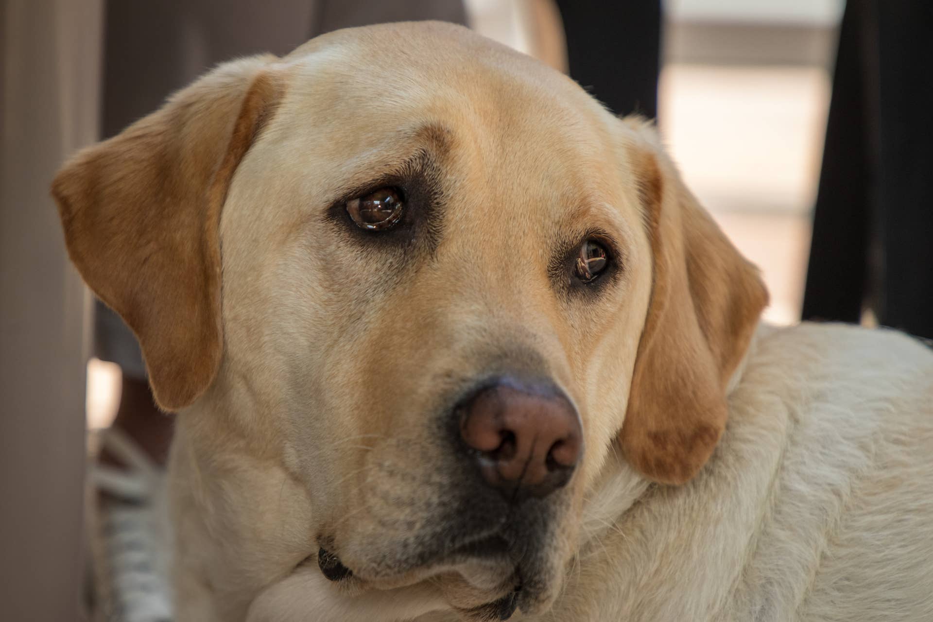 Labrador's Jealous Reaction to Catching His Dog Walker With Another Pup