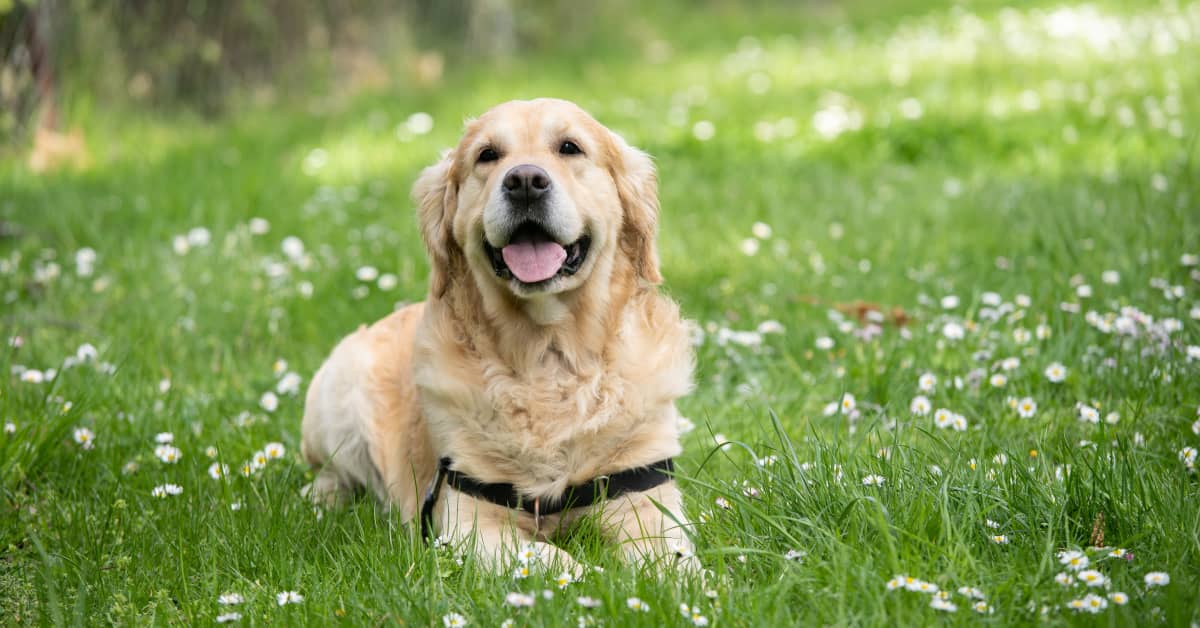 Video of Golden Retriever's Excited Reaction to Cheese Puffs Is Quickly