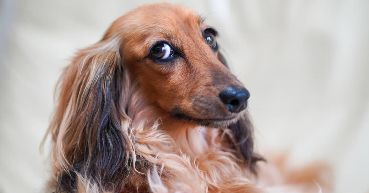 Video of Dachshund Begging Mom for Cucumbers Is Cracking People Up ...