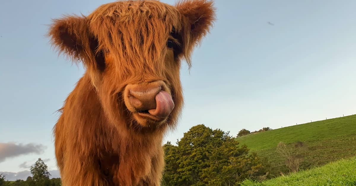 Baby Cow's Reaction to Finally Finding Her Mama Is Simply Heartwarming ...