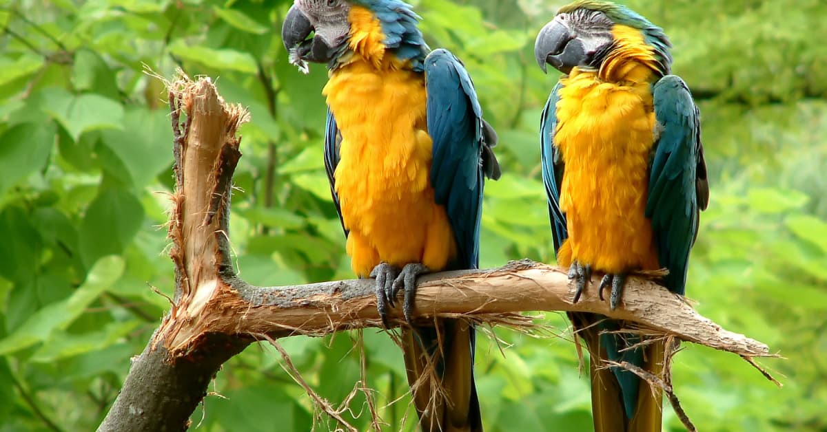 Parrots Cuddle Up to Human Dad at Bedtime in Video We Can't Get Enough ...