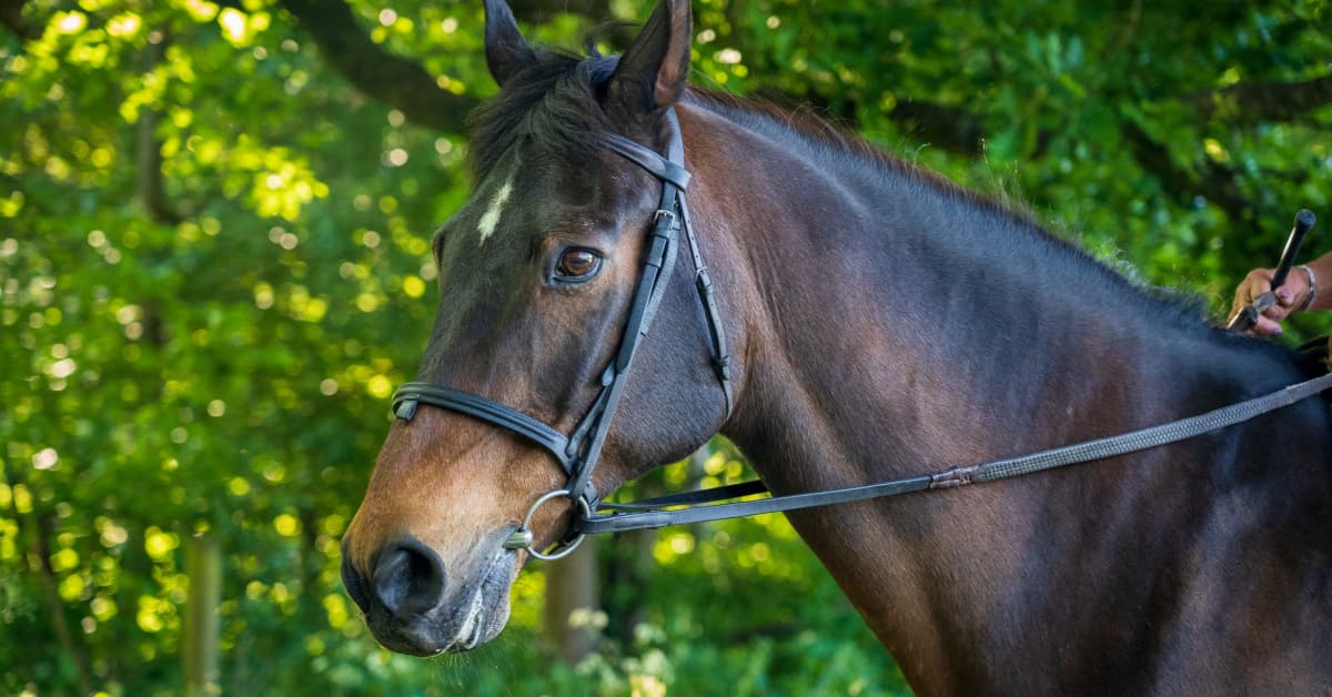 Horse's Reaction to Being Reunited With Former Caretaker Is Touching Hearts PetHelpful News