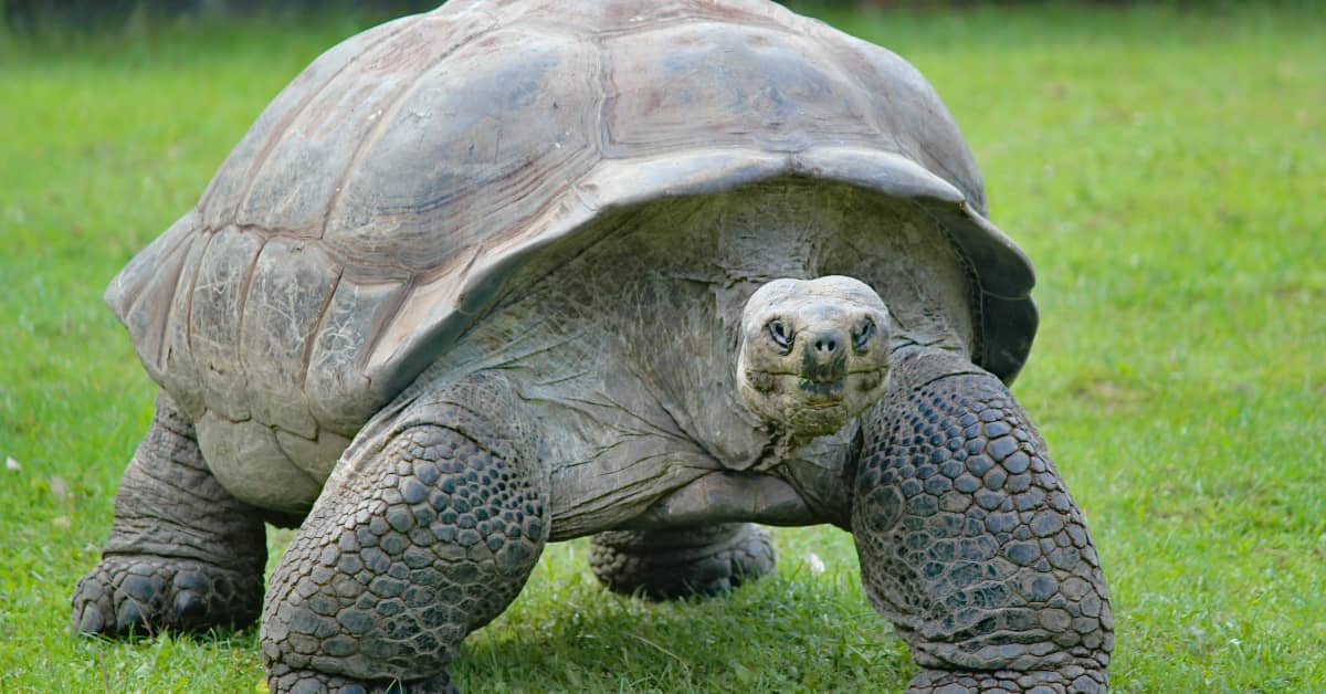 Video of 110-Year-Old Tortoise Enjoying His Daily Shower Is Giving ...