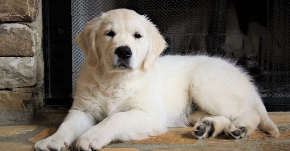 Golden Retriever Puppy's Instant Bond With Newborn Baby Is So Beautiful -  PetHelpful News