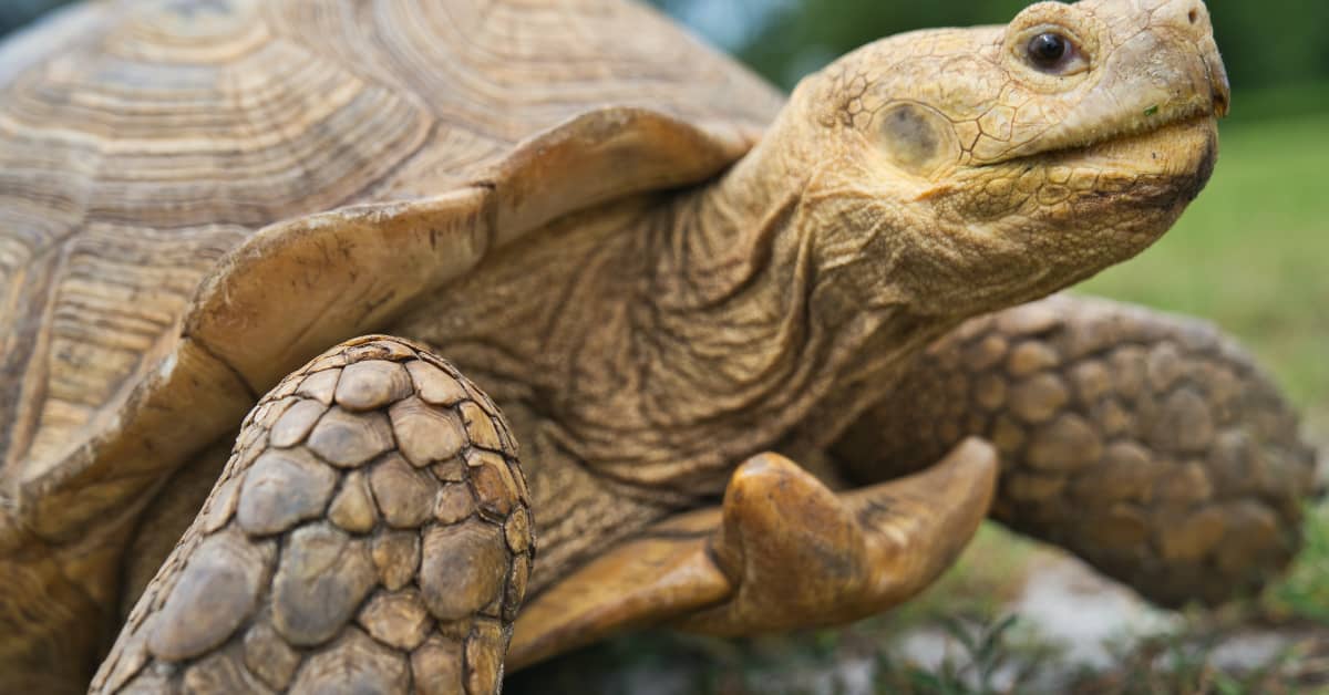 Video of Tortoise’s Nightly Bedtime Routine Is Bringing People So Much ...