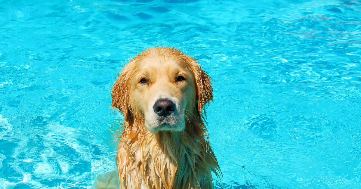 Video of Golden Retrievers Enjoying a Pool Day Is Serious #SummerGoals ...