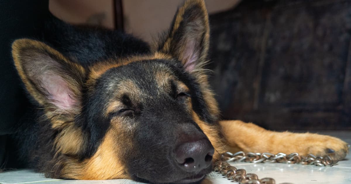 Video of German Shepherd Cuddling With Baby Is Too Cute for Words