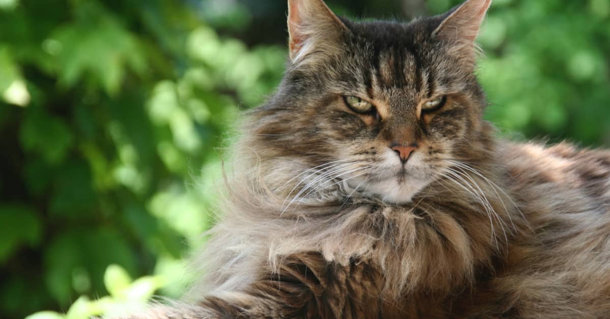 Maine Coon Cat’s Annoyed Reaction to Mom Dancing Is a Total Vibe ...