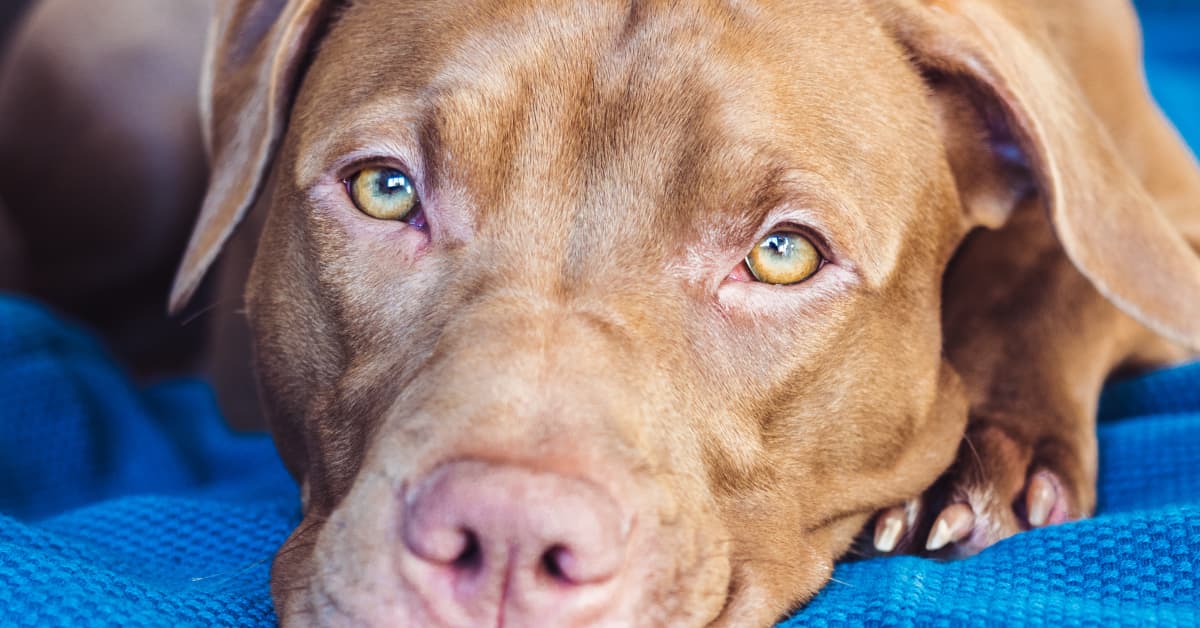 Why Pit Bulls Are Controversial - PetHelpful