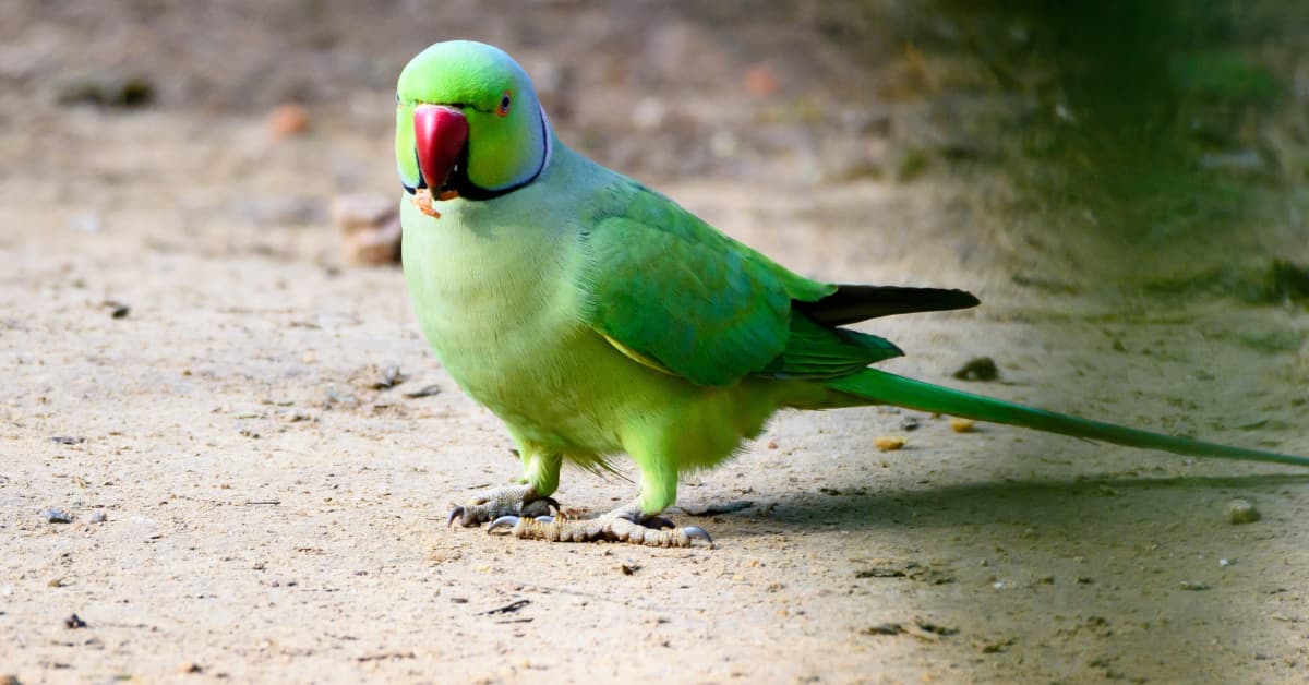 Parrot Throws ToddlerStyle Tantrum Upon Realizing He's Out of Snacks