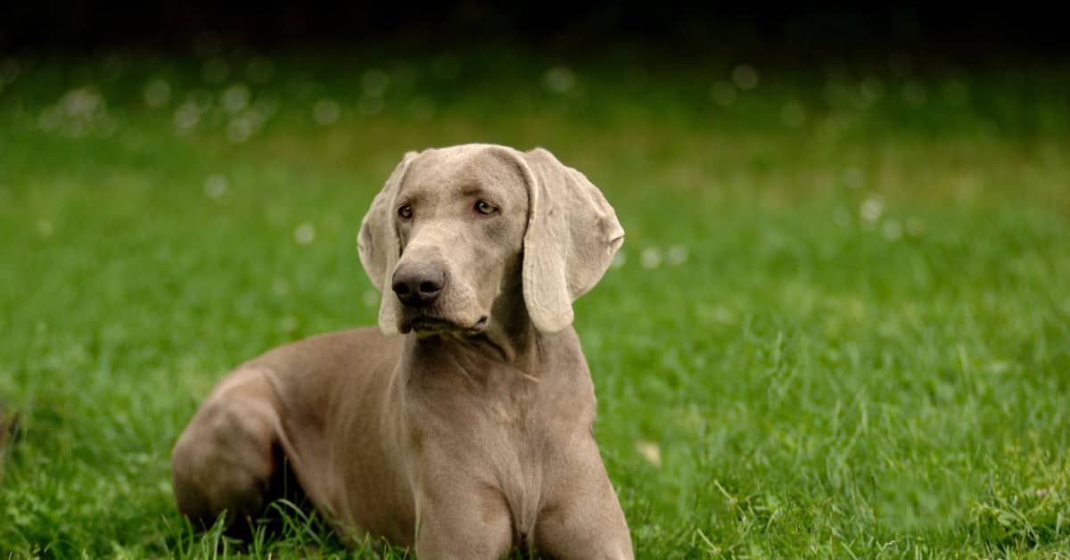 Woman S Story Of Her Pet Sitter Losing Her Dog Is So Disheartening   Shutterstock 754141315 