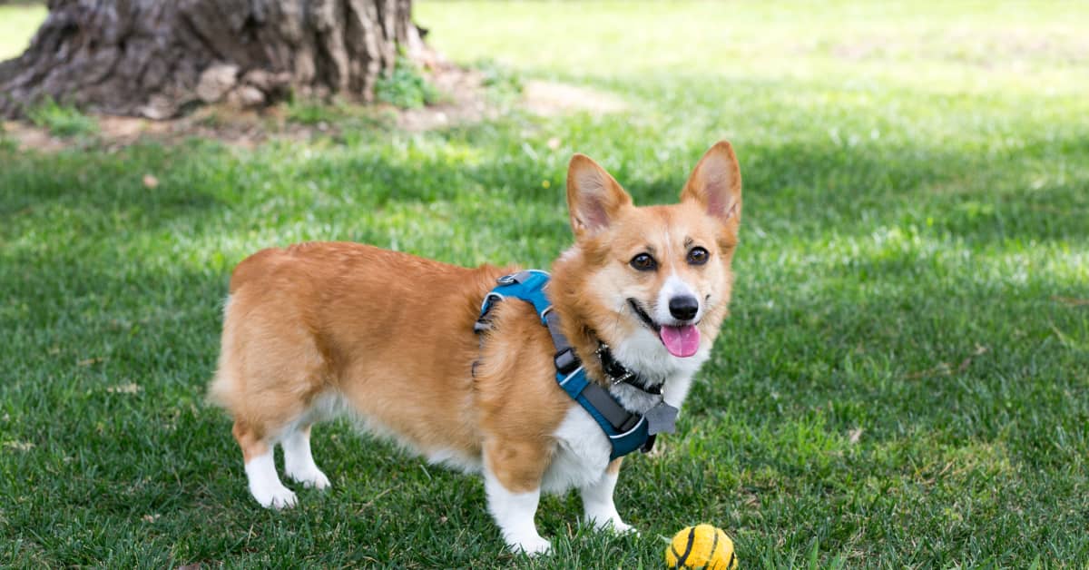 For all Corgi Lovers, I present you, Corgi Knight! : r/gaming