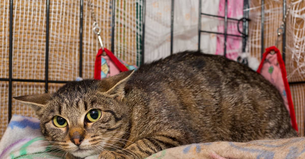 Precious 'Retirement Village' for Cats Makes Our Hearts So Happy PetHelpful News