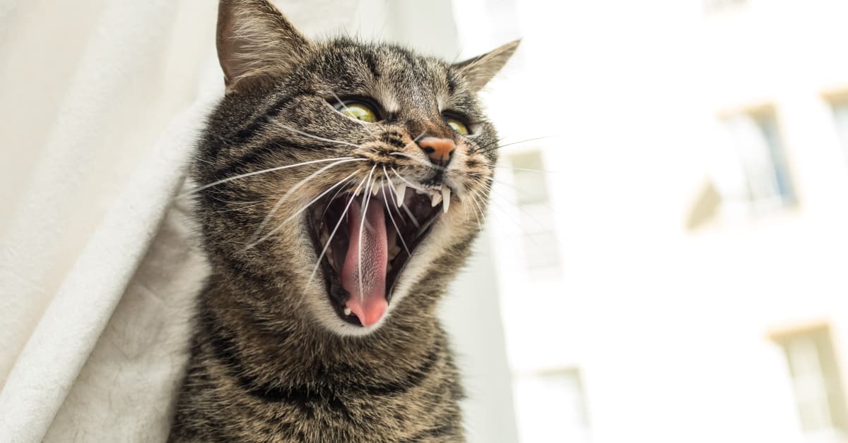 Adoptable Kitty at Cat Cafe Is the Most Adorable Troublemaker ...