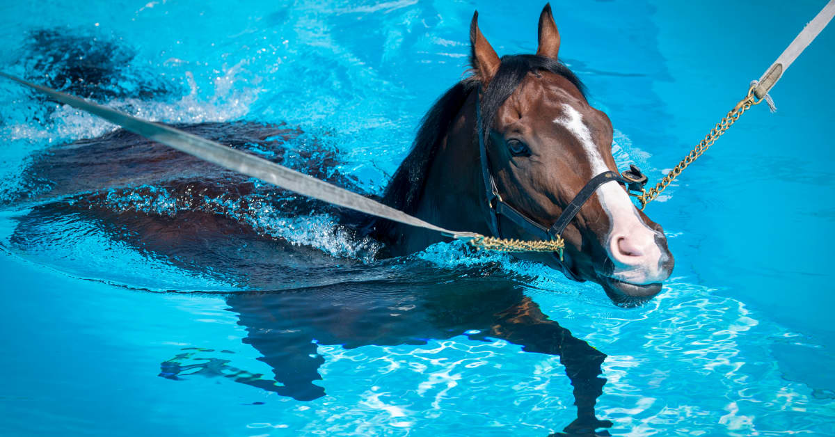Pool White Horse: Lebih dari Sekadar Kolam Renang, Sebuah Destinasi Liburan yang Menawan