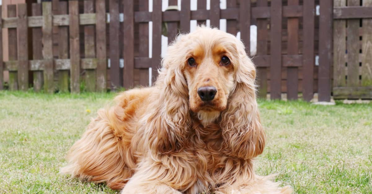 Cocker Spaniel's 'heatless Curls' Are The Definition Of Hair Goals 