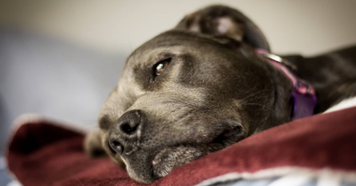 Trucker's Sweet Way of Bonding with His Dog Can Teach People a Thing or ...