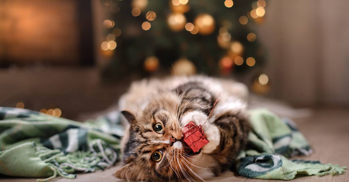 Cat Parents Have Perfect Solution to Keep Their Cat Away From Christmas