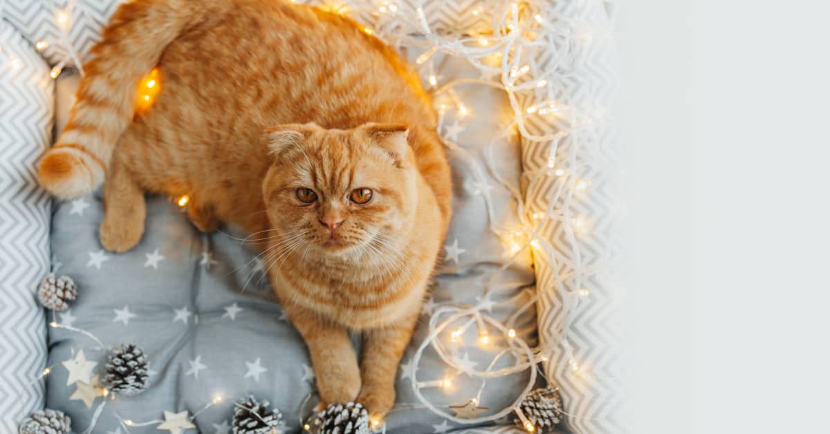 Senior Cat's Custom Christmas House Is a True Gift PetHelpful News
