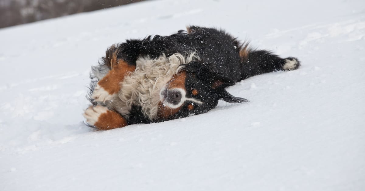 Bernese Mountain Dog's Elation Over Winter Snow Storm Is Perfect