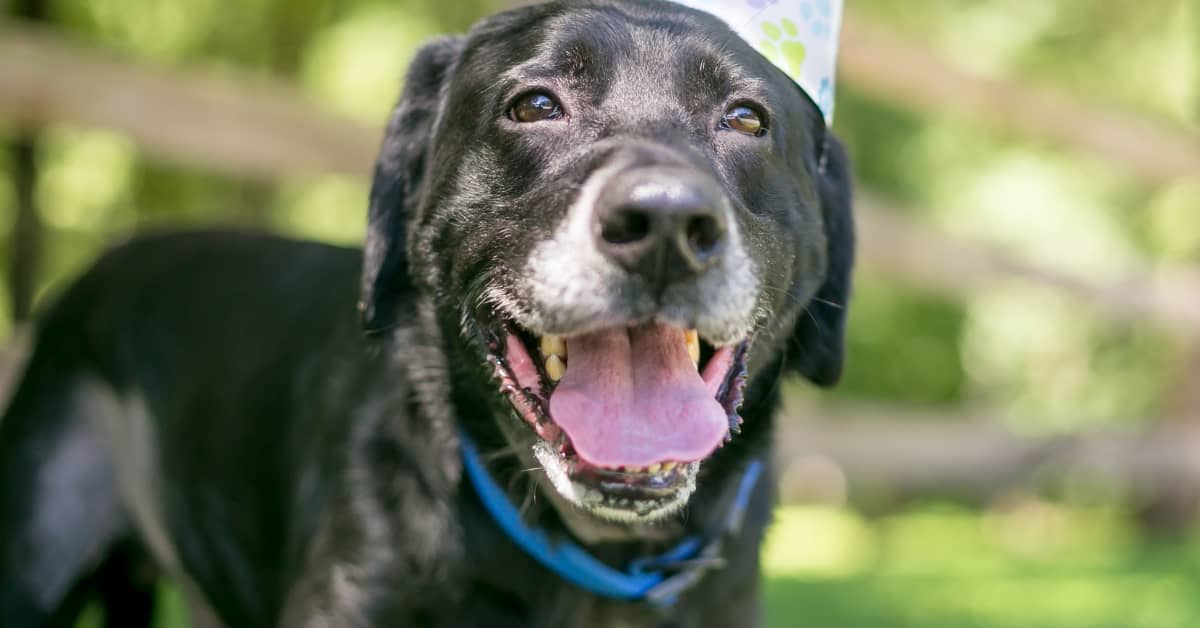 Results of Dog's Special Birthday Photoshoot Couldn't Be More Perfect ...