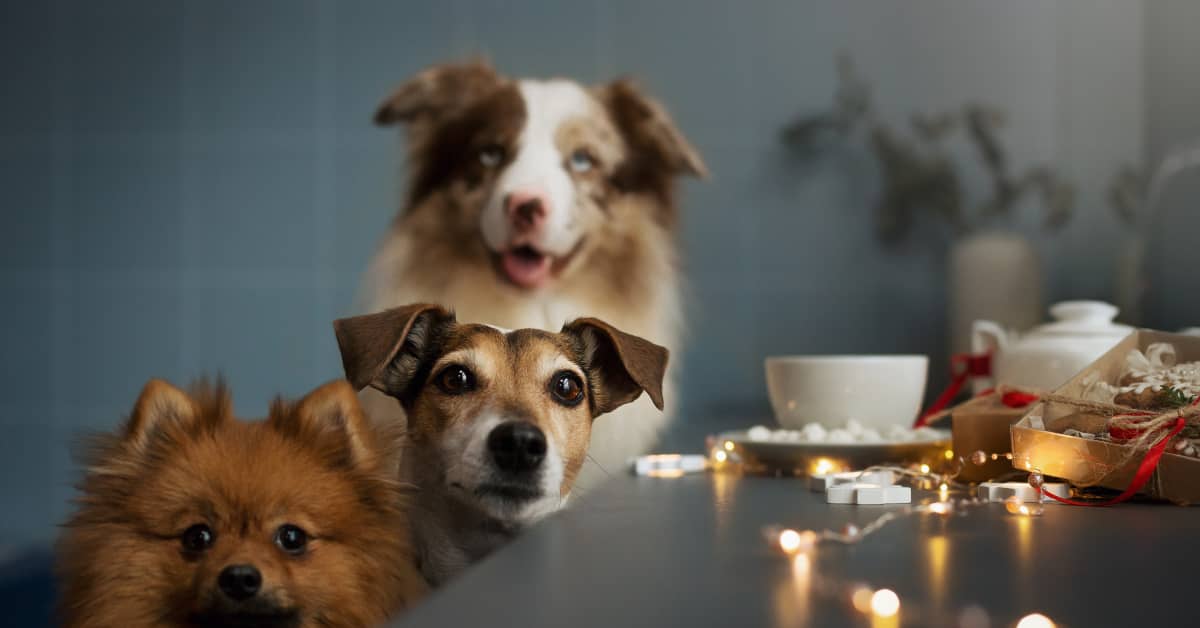 Doggie Day Care Sets Up Priceless Nativity Scene Starring Their Pups