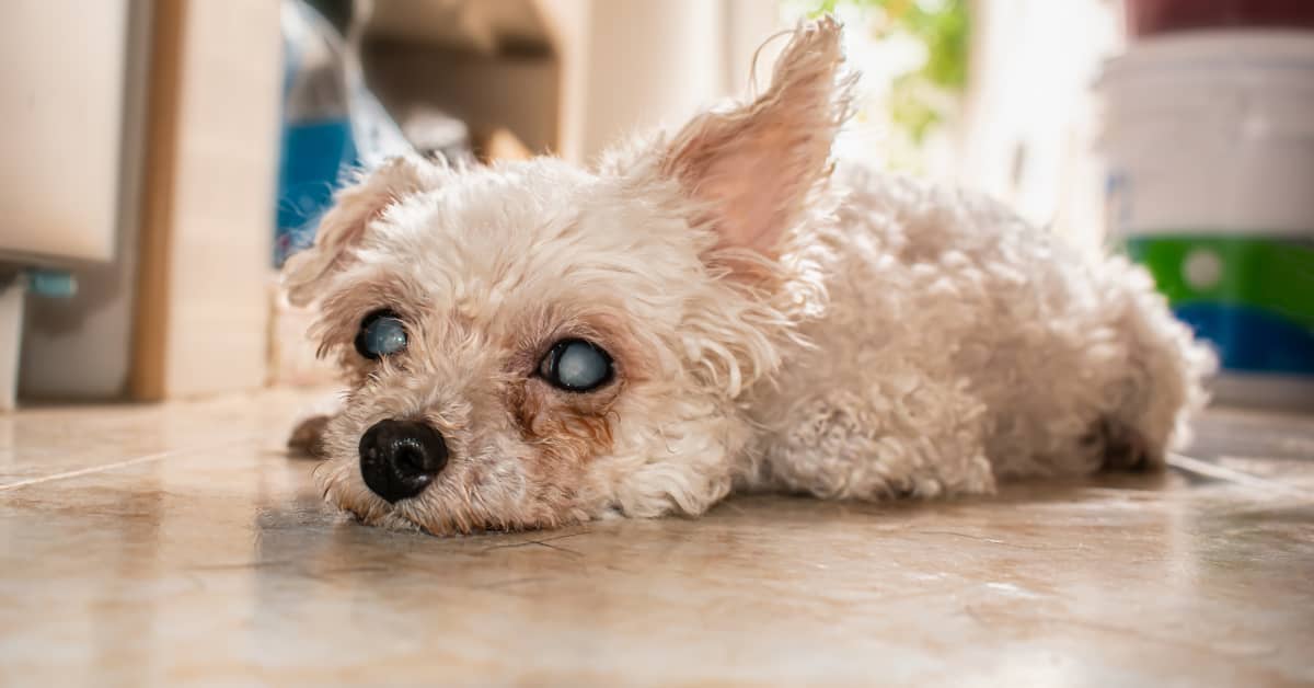19 Year Old One Eyed Dog Is Capturing Hearts on TikTok PetHelpful