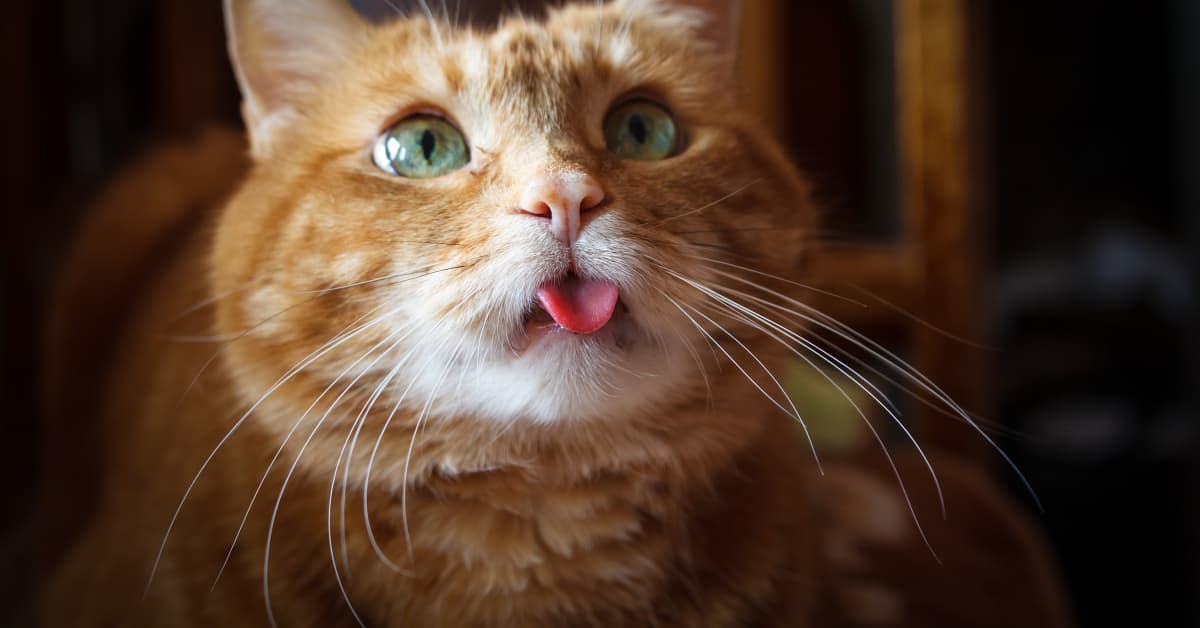 Adorable Cat With Very Rare Tongue Condition Is Too Cute to Miss ...