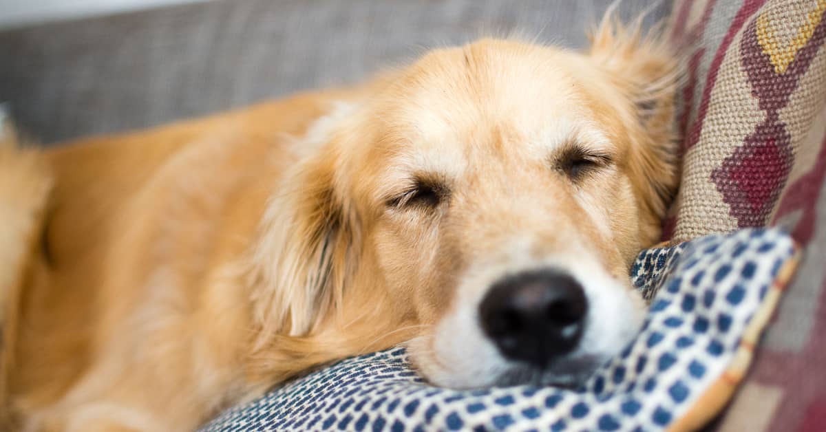 Dog Falling Asleep With Food In His Mouth Is All Too Relatable ...