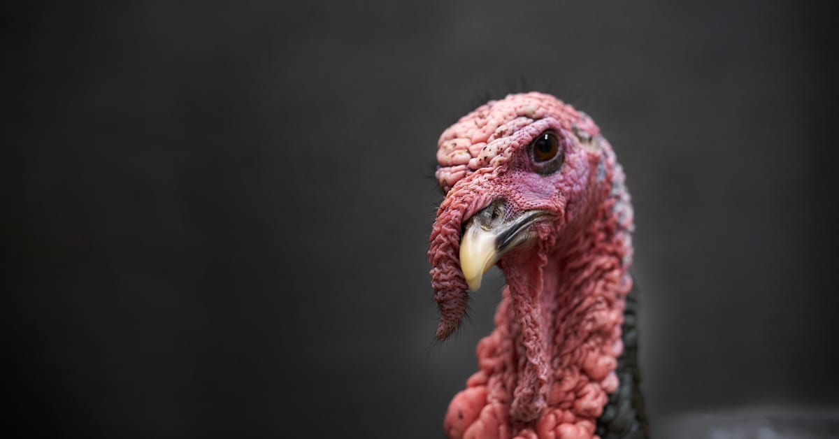 Pet Turkey's Excited Reaction to Dad Coming Home Is Everything